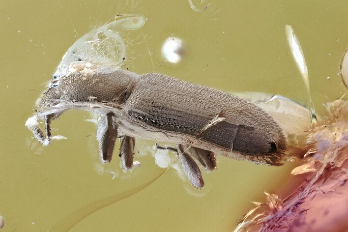 Detailed Fossil Silvanid Flat Bark Beetle (Silvaninae) in Baltic Amber #349446